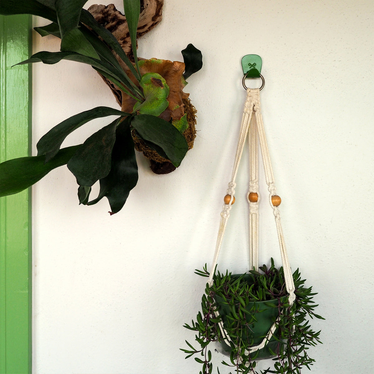 Fern Green S.R. Anywhere Hook holding a macrame plant hanger next to a staghorn fern on a white wall.
