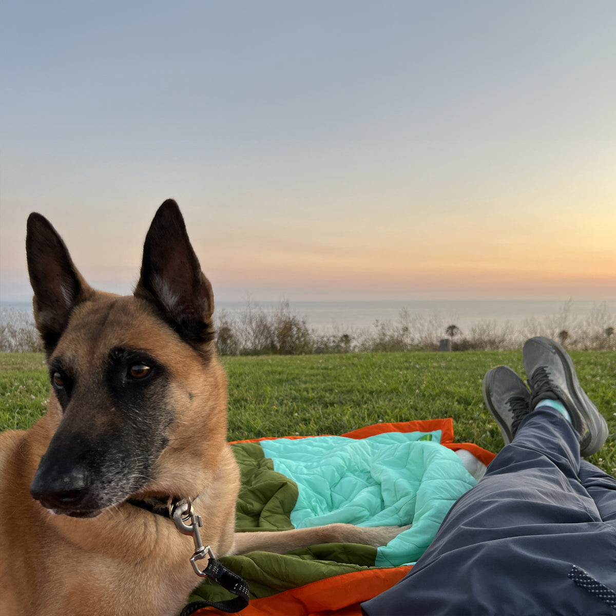 A dog laying next to the legs of a man on a picnic blanket