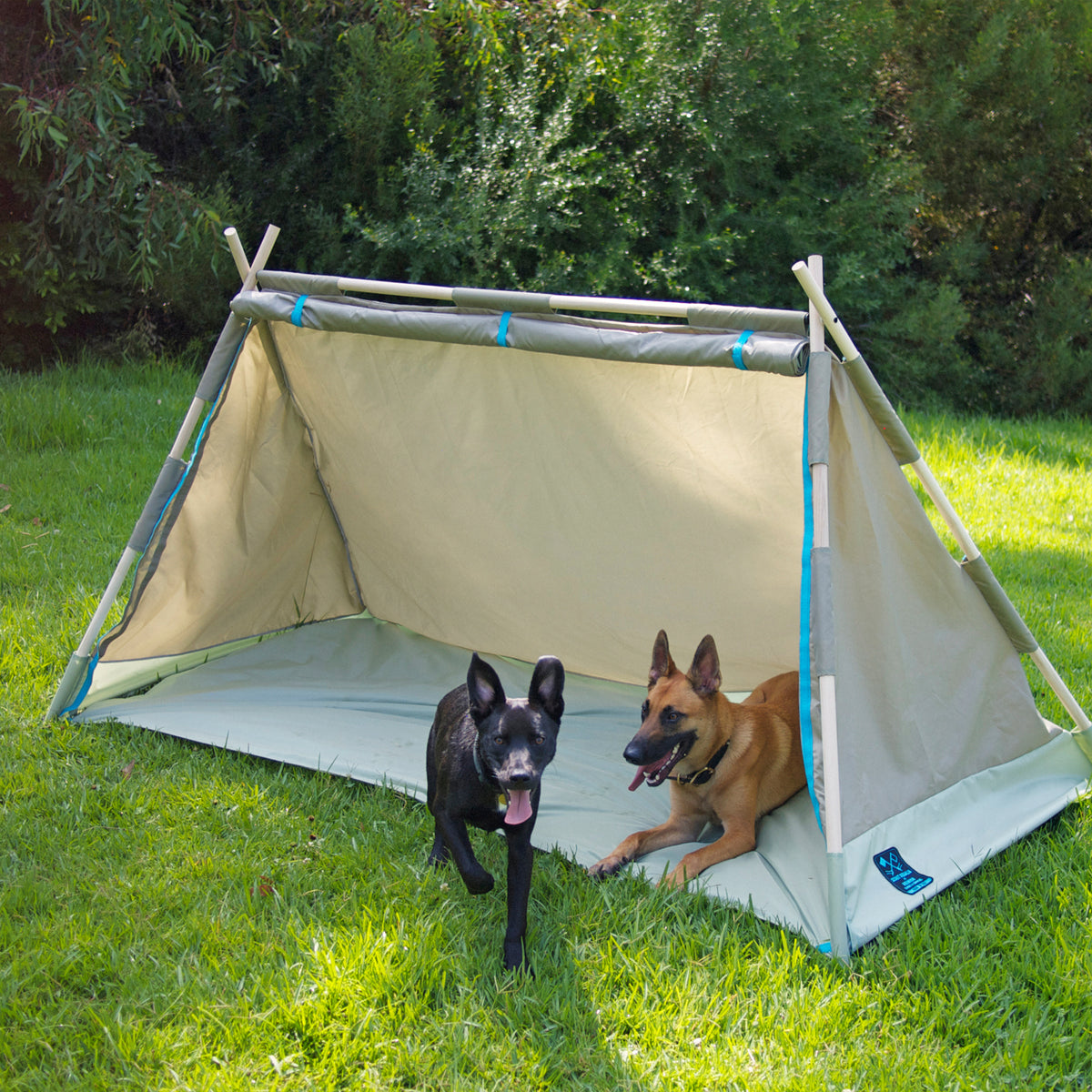 S.R. Lean To Tent with two dogs in the tent. Penny the Scout, a brown and black belgian malinois, is laying in the tent while Harley, a black labrador mix puppy, is running out of the tent.